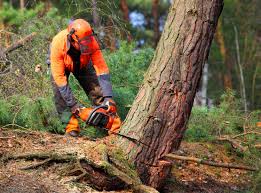 Best Tree Disease Treatment  in Coopersville, MI